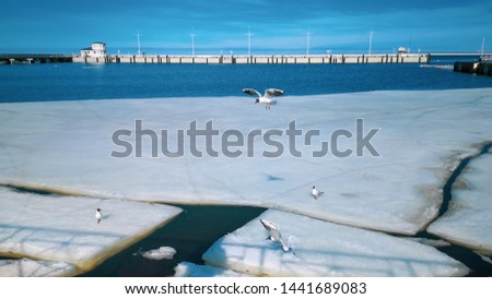 Seagulls fly over the pier in Peterhof in the spring. Ice is melting in the Gulf of Finland.