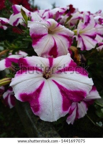 Bright pink petunia flowers among green leaves in summer on a sunny day