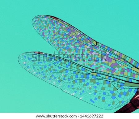 Dragonfly wings abstract clouse up