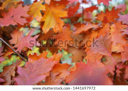 background red bright oak leaves close up, autumn concept