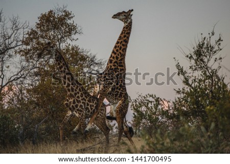 giraffe int the national kruger park, south africa