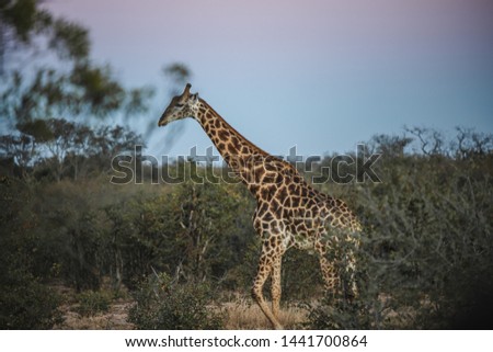 giraffe int the national kruger park, south africa