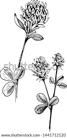Сlover flower sketch. Hand-drawn black two flowers of clover with leaves, isolated on white background. Sketch style vector illustration.