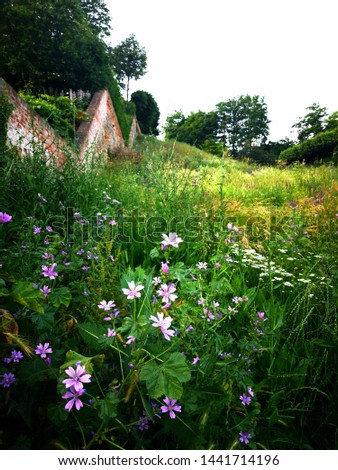 Photo of a tranquil meadow full of wild flowers, plants and medicinal herbs, growing on a hillside, near a brick garden wall to the left of the picture.