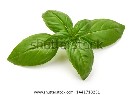 Sweet Green Basil Leaves, Herb, Spice, close-up, isolated on white background. Royalty-Free Stock Photo #1441718231
