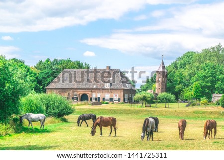 A group of horses eating grass in a Dutch meadow in front of the Dutch traditional village the Ooij in Gelderland, Netherlands