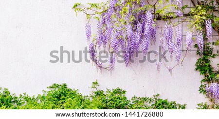 Flowering Wisteria plants on house wall background.  Natural home decoration with flowers of Chinese Wisteria ( Fabaceae Wisteria sinensis ), banner