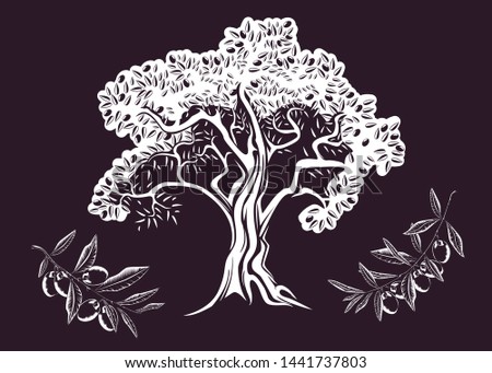 High detail illustration of an old olive tree and olive branches. Hand drawn vector logo for olive oil package production.