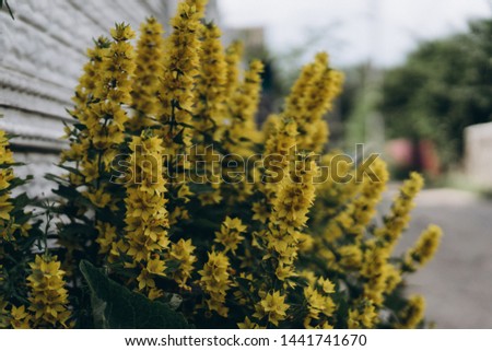 loosestrife, beautiful yellow flowers, film grain and selective focus