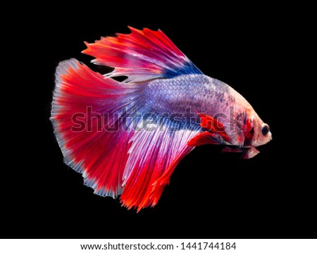 siamese betta fighting isolated on black background