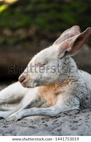 Close-up photograph of an Albino (White) Kangaroo against a dark background.