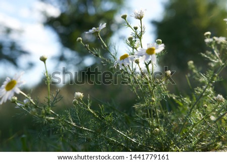beautiful summer flowers on grass background