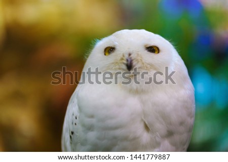Close up to a portrait (head shot) of a passive Snowy Owl (Bubo scandiacus) showing it's mesmerising, wide-opened, yellow eyes and sitting on a post.