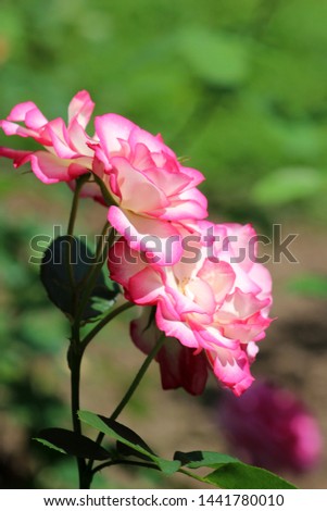 Pretty image of pink and white striped roses on healthy bushes in summertime garden.