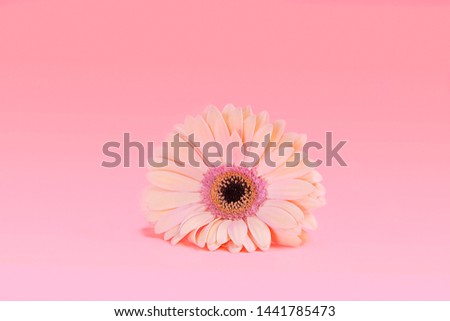 Delicate flower of coral gerbera in the center of the frame against the backdrop of lively coral pastels with copy space. The concept of a minimal flower.A gift for Valentine's Day and March 8.