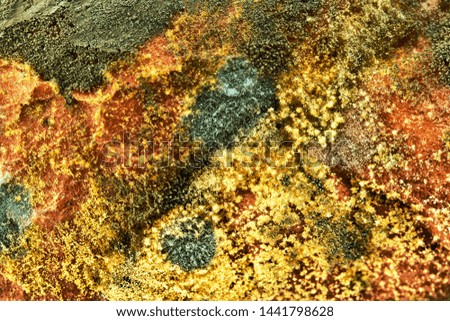 Multicolored mold on bread on a dark background