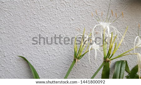 White background with flowers and grungy wall