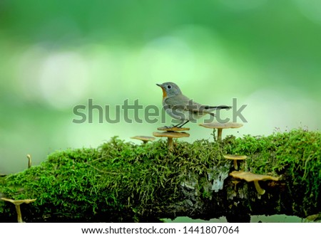 Male red-breasted flycatcher (Ficedula parva) poses on a moss-covered log of mushrooms. Unusual close-up and soft light photos in full color.