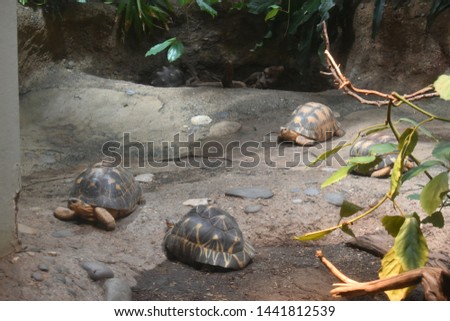 Small Turtle in the Zoo in Switzerland