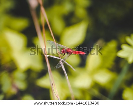 Beautiful red dragonfly macro, closeup red flying insect