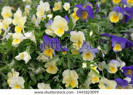 The beautiful Pansy flowers have a soft and attractive beauty. Pansies are a delightful wonder of nature, which is hard to stop looking at