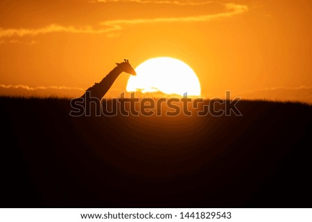 A closeup of Giraffe silhouetted infront of the setting sun in the plains of Africa inside Masai Mara National Reserve during a wildlife safari