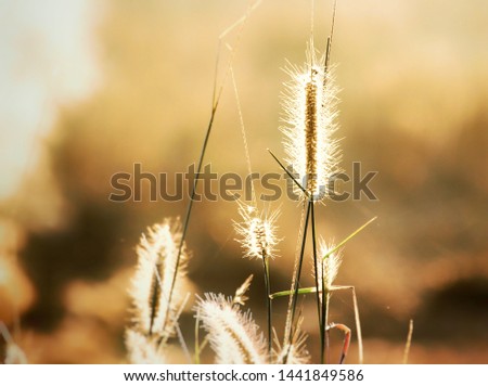 Grass in the morning with sunrise