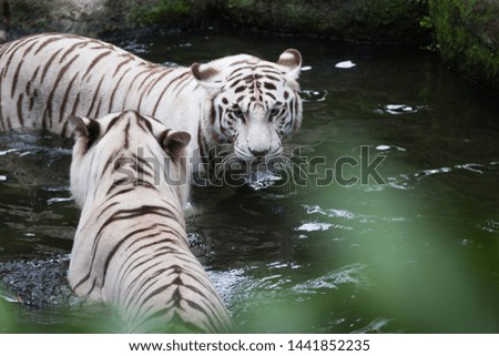Two white tigers playing in river
