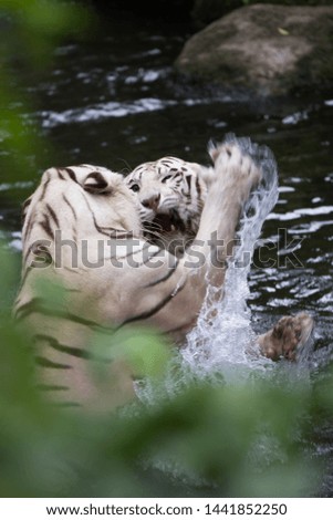 Two white tigers playing in river