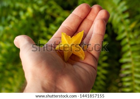Star fruit.  Hand holding carambola with fern at background, carambola fruit.