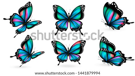 bue butterfly, isolated on a white