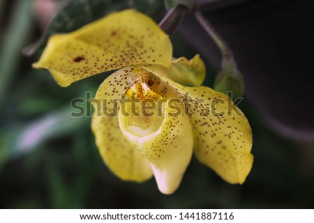 Paphiopedilum concolor. Paphiopedilum orchid flower or Lady's Slipper orchid, The flowers of which has a lip that is a conspicuous slipper-shaped pouch.
