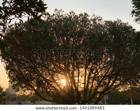 Sunset behind trees in Kuwait

