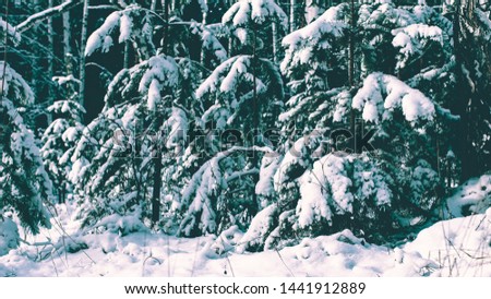 Wood Birch Trees and Pines in the Snowy Landscape Background of Nature Winter Park 