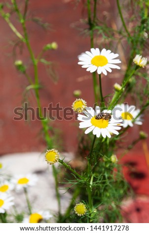 chamomile closeup. macro. summer flowers