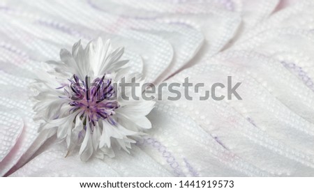 Flower of a white cornflower on the background of hygienic pads
