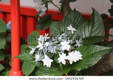Flowers found near a random shrine Royalty-Free Stock Photo #1441936769