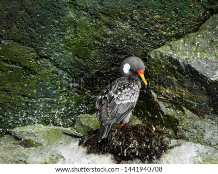 Chile coast sea bird wildlife