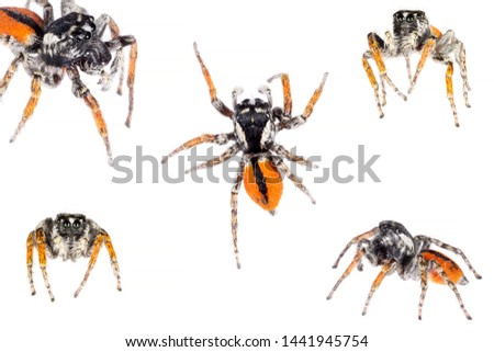Male of Philaeus chrysops (jumping spider) - ragno saltatore - Italy