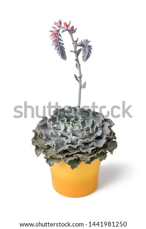 Blooming Echeveria plant in yellow pot isolated on white background