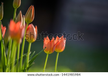 Beautiful red tulips blossoming in the garden in spring. Bright spring scenery.