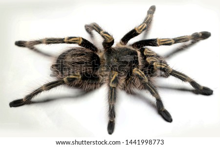 closeup photos of tarantulas