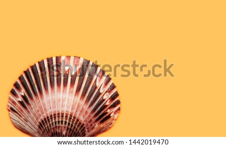 One scallop top view on yellow background