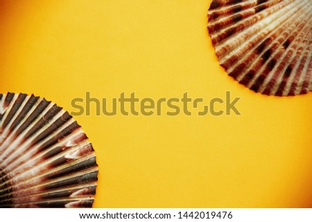 Two scallops top view on yellow background