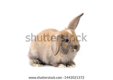 Baby rabbit on white background