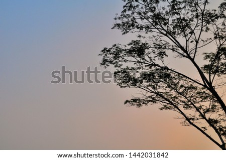 Silhouette of trees isolated on colorful sky background. Summer season scene 