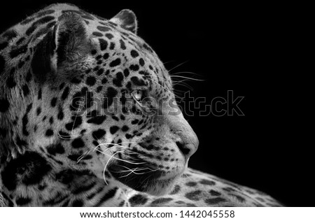 Jaguar portrait in black and white