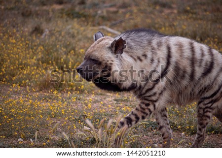 Striped hyena looking for food