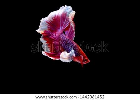 Colorful with main color of red and pink betta fish, Siamese fighting fish was isolated on black background. Fish also action of turn head in different direction during swim.