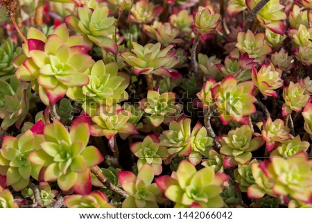 Aeonium haworthii. Also known as aeonium or Haworth's pinwheel, it is a species of succulent plant of the Crassulaceae family. It is native to the Canary Islands and southern California.